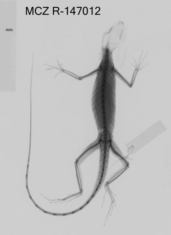 Media type: image;   Herpetology R-147012 Aspect: dorsoventral x-ray